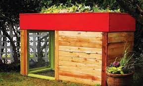A Quick Guide To Raising Backyard Chickens Chickens Backyard Urban Chicken Farming Raising Backyard Chickens