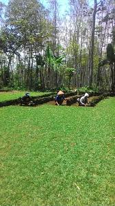 Jenis rumput taman seperti rumput jepang atau rumput swiss sangat baik menjadi pilihan. Rumput Gajah Mini Rumah Sakit Rizani Paiton Probolinggo Beli Dari Lahan Kita Tahun 2021 Rumput Taman Malang
