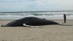 We have a new weather radar map! Dead Whale Washes Up On Outer Banks Cbs8 Com