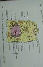 We did not find results for: Draw And Label Plant And Animal Cell As Seen Under Electron Microscope Shefalitayal