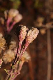 Image result for Pachycarpus firmus