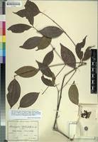 Image result for Warneckea sansibarica