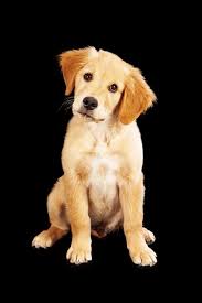 A Cute Golden Retriever Puppy Sitting Against A Black Background And Tilting His Head Goldenretriever Golden Retriever Golden Retriever Puppy Retriever Puppy