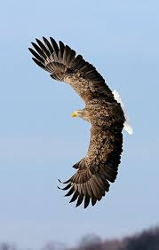 Brd 02 Wf0019 01 C Kimball Stock White Tailed Eagle In Flight Dengan Gambar Burung Kristus
