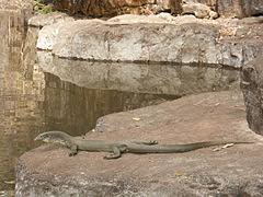 The mertens' water monitor lives near coastal and inland water sources in northern australia, from the kimberley in western australia to the cape york peninsula in queensland. Mertens Water Monitor Wikipedia