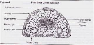 Cross Section Diagram Luxury A Diagram Epidermis A Free Engine Image For User Epidermis Image Cross Section