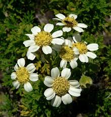 Image result for Blumea adamsii