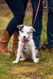 Check spelling or type a new query. Puppy Love Opal The Border Collie Australian Shepherd Mix Daily Dog Tag