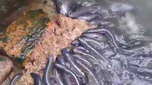 Sidat Dan Pakan Pasta Buatan Sendiri Youtube