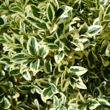 Image result for Buxus acutata
