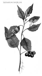 Image result for Solanum nigrum