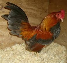 Show Off Your Old English Game Bantams Bantam Chickens