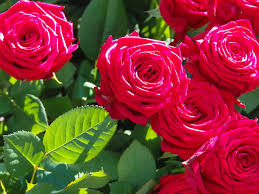 Adding an attractive and beautiful flower wallpaper to your mobile and desktop. Red Roses Green Leaves Branches Beautiful Flowers Wallpaper Hd For Mobile Phones And Computer Wallpapers13 Com