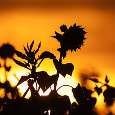 Der frühling brennt auf sparflamme. Verruckte Wetterwende Im Herbst Am Wochenende Kommt Hitzewelle Auf Uns Zu Wetter