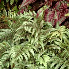 Image result for Athyrium newtonii