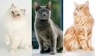 Non Pedigree Cat vs Pedigree Cats | Cat Health & Behavior