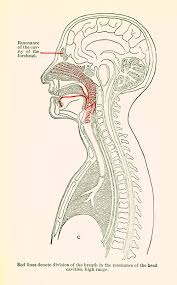 Singers read and interpret musical compositions and apply their voice and style to create a song. How To Sing A 1902 Illustrated Guide From The Great German Opera Singer Lilli Lehmann Brain Pickings