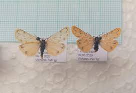 Image result for Setina roscida