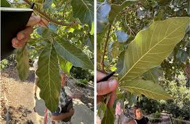 Image result for Terminalia macroptera
