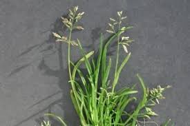 Image result for Poa