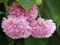 Dombeya Walichii Thank You Massi Miliano Beautiful Hydrangeas Flowers Pink Flowers