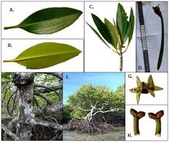 Image result for Rhizophora