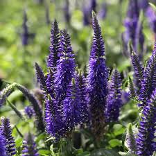 MAGIC SHOW® 'Wizard of Ahhs' Veronica