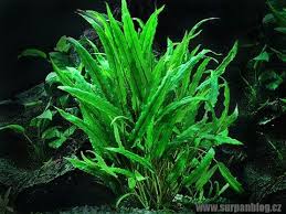 Pin By Angel On Aquascaping Planted Aquarium Freshwater Aquarium Plants Live Aquarium Plants