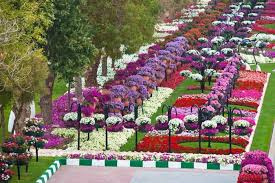 Al Ain Paradise Garden In The Uae Beautiful Flowers Garden Beautiful Gardens Miracle Garden