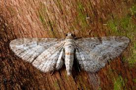 Image result for Eupithecia subumbrata