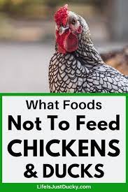 What Can Chickens Eat And 10 Things To Avoid To Keep Your Flock Healthy What Can Chickens Eat Chicken Eating Plants For Chickens
