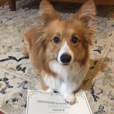 Puppyfind.com has been visited by 10k+ users in the past month Private Dog Training Portland Salem Eugene Oregon