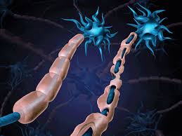 That means the system designed to keep your body healthy mistakenly attacks parts of your body that are vital to everyday. Biogen Alkermes Win Fda Approval For Oral Multiple Sclerosis Drug Vumerity 2019 10 31 Bioworld
