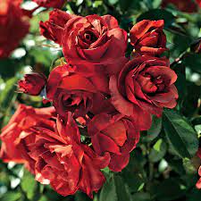 Lightly fragrant, they are borne mostly solitary and bloom continuously from spring to fall. Hot Cocoa Floribunda Rose Jackson Perkins