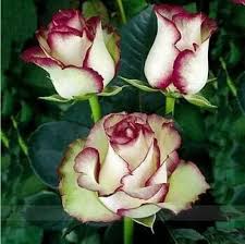 Makna bunga mawar putih memang kontras. Tanaman Hidup Mawar Bibit Bunga Mawar Putih Kombinasi Merah Hati Beli 5 Gratis 1 Pohon Jeruk Purut Wisata Agrotani Bibit Unggul Lazada Indonesia