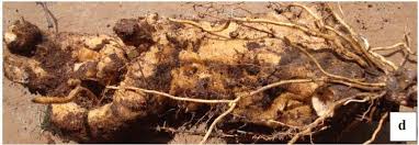 Image result for Dioscorea praehensilis