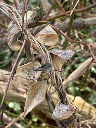 Image result for Vincetoxicum monticola