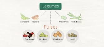 My local hindi store has 16 kinds. Different Types Of Lentils Pulses List In English Hindi My Weekend Kitchen