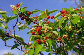 180 results for service berry. Putting The Berry In Serviceberry Leaf Local Enhancement Appreciation Of Forests