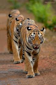 Tiger Train At Tadoba By Subramanya Chandrashekar Tiger Pretty Cats Cat Species
