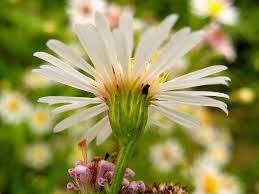 Image result for Rumex lanceolatus