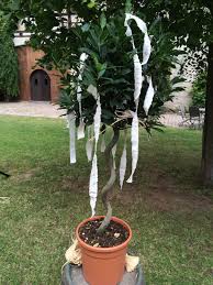 Die schönsten geschenke zur hochzeit. Wunschbaum Ein Ritual Zur Trauung Bei Meiner Mittelalterlichen Hochzeit Wunschbaume Hochzeitsrituale Hochzeit