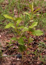 Image result for Dichapetalum rhodesicum