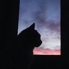 Cute Cats In The World Cat Wallpaper Cat Aesthetic Cute Cat Memes