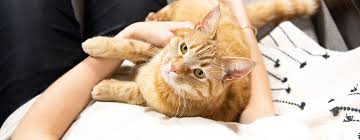 They go through a comparable experience to menstrual cycles; What To Look Out For During Cat Pregnancy Labour Purina