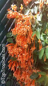 Image result for Pyrostegia