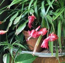 This distinct winter plant originates from the tropical rainforests of brazil, where it grows on trees or rocks in heavy shade. Which Holiday Cactus Under The Solano Sun Anr Blogs
