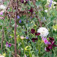 Image result for Pimpinella buchananii