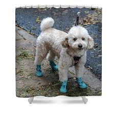 Decked out Poster by Peter Grad