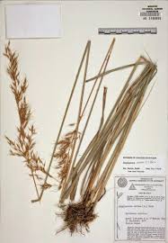 Image result for Sorghastrum stipoides